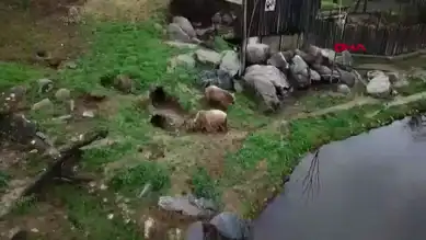 Bursa'daki Ayılar Kış Uykusunda Değil!