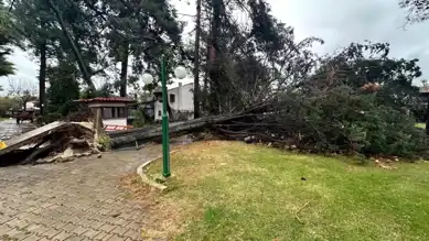 Bursa'da Dev Ağaç Devrildi: Korku Anları!