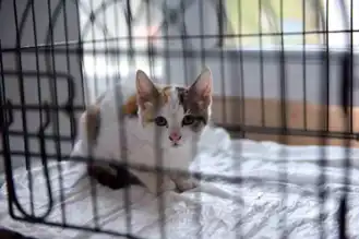 Mazgalda Mahsur Kalan Yavru Kedi Kurtarıldı