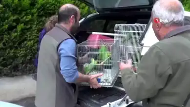 Bursa'da 9 Kaçak Papağan Elde Edildi, Ceza Kesildi!
