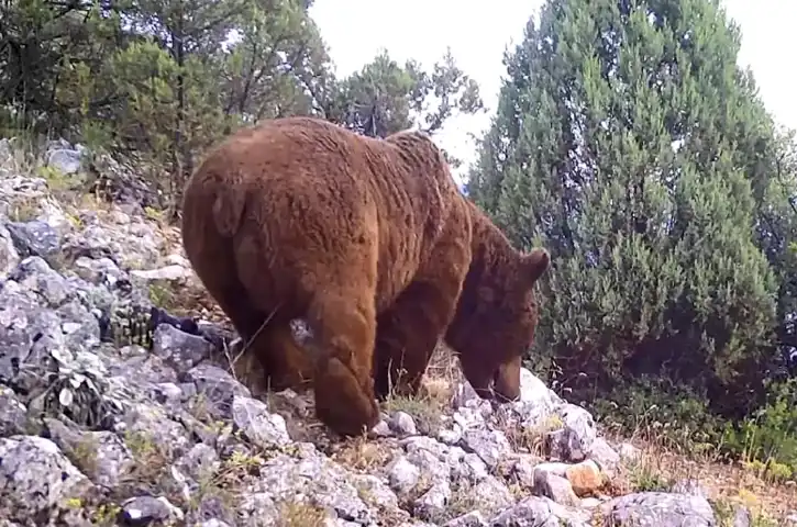 Bursa'da Fotokapanlar Yaban Hayatı Yakaladı!