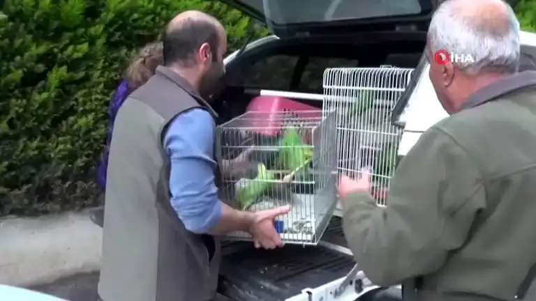 Bursa'da 9 Kaçak Papağan Elde Edildi, Ceza Kesildi!